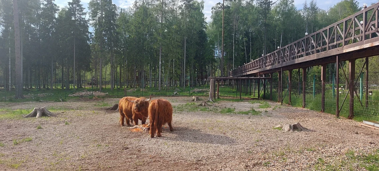 Фото Сафари-парк "Изумрудный лес" - развлечение в Москве | Досугатор